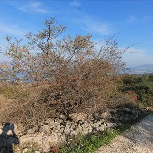 Земельный участок в Corfu, фото 4