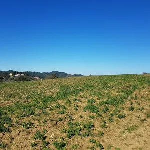 Земельный участок в Kassandra Municipality, фото 5
