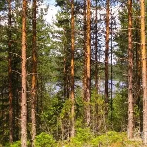 Земельный участок в Пуумала, фото 2