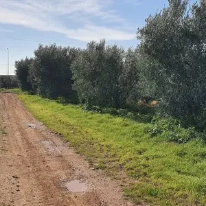 Земельный участок в Муниципалитет Неа-Пропонтида, фото 4