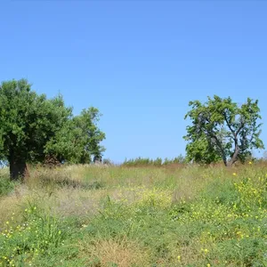 Земельный участок в Kassandra Municipality, фото 4