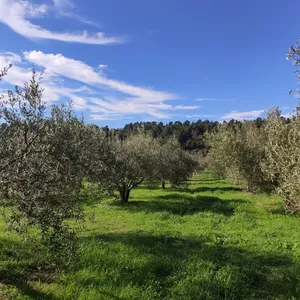 Земельный участок в Ситониа, фото 2