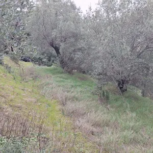 Земельный участок в Corfu, фото 4