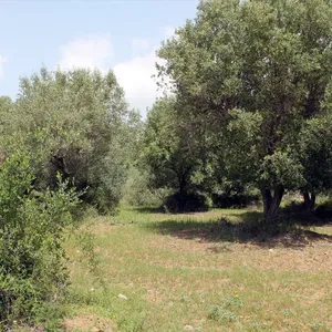 Земельный участок в Kassandra Municipality, фото 5