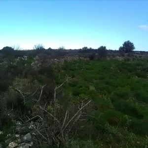 Земельный участок в Вамо, фото 3