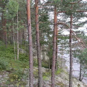 Земельный участок в Савонлинна, фото 3