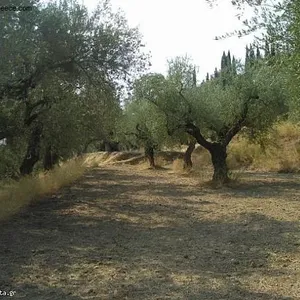 Земельный участок в Ромири, фото 2
