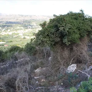 Земельный участок в Вамо, фото 4
