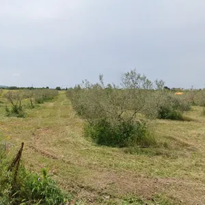 Земельный участок в Терми, фото 4