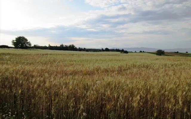Земельный участок в Kassandra Municipality
