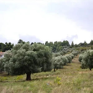 Земельный участок в Kassandra Municipality, фото 3