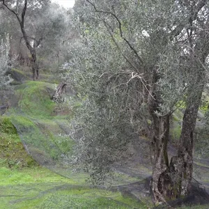 Земельный участок в Corfu, фото 3
