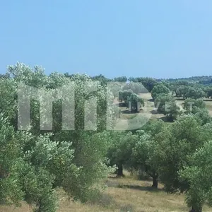 Земельный участок в Каллифея (Кассандра), фото 2