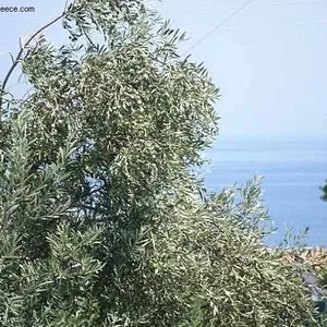 Земельный участок в Геракари, фото 3