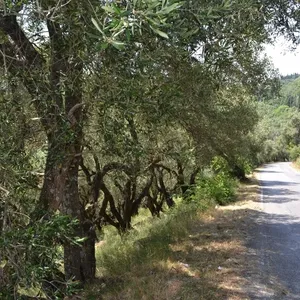 Земельный участок в Corfu, фото 3