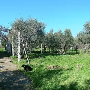 Отдельный дом в Полийирос, фото 5