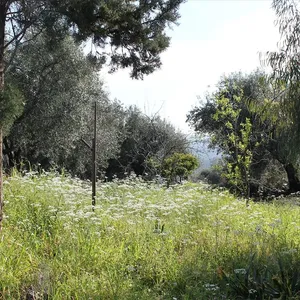 Земельный участок в Corfu, фото 2