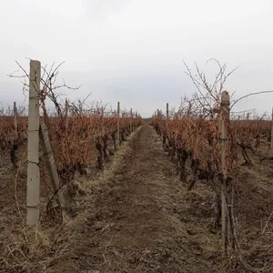 Земельный участок в Текуч, фото 3