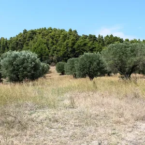 Земельный участок в Kassandra Municipality, фото 4