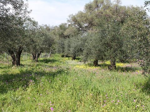 Земельный участок в Корфу