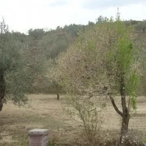 Отдельный дом в Айора, фото 4