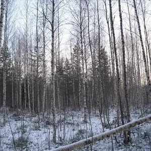 Земельный участок в Руоколахти, фото 5