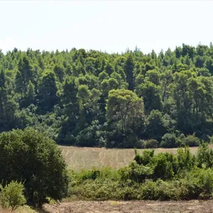 Земельный участок в Kassandra Municipality, фото 3