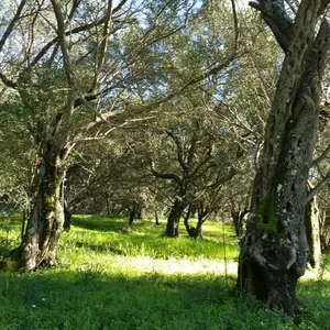 Земельный участок в Corfu, фото 3