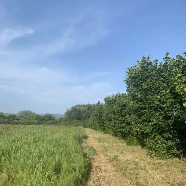Земельный участок в Велико Градисте, фото 2
